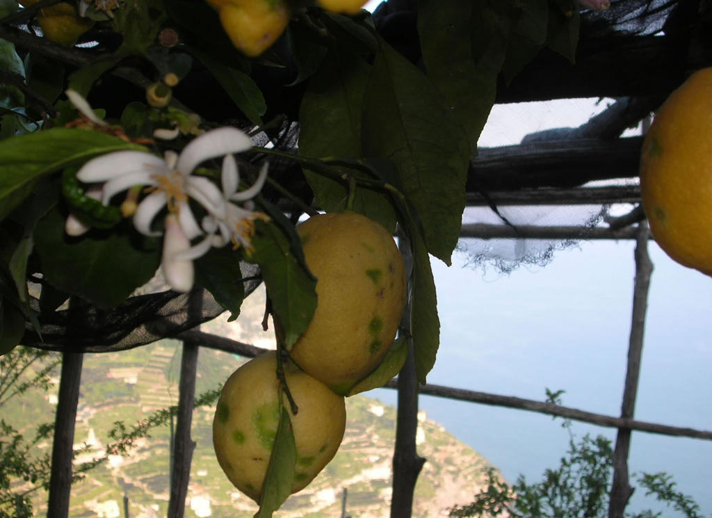 B&B Ravello Rooms Εξωτερικό φωτογραφία